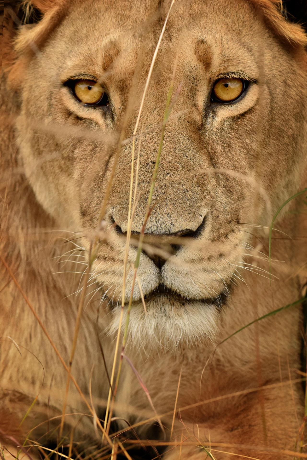 Simba, SafariScan's AI travel guide